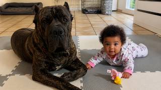This 155lb Cane Corso REFUSES to Let Anyone Near the Baby — EXCEPT One Person