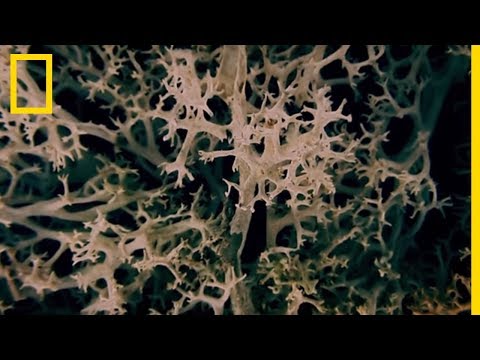 Vidéo: Mur Xanthoria - lichen utile inutile