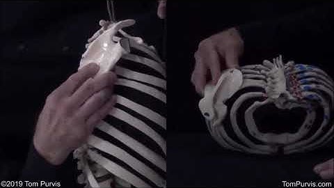 Clip from 4410 Basic UE Joint Mechanics - Part 2: Scapular Motions