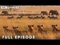 Apex Hunters: Secrets of the Savage Kingdom ( FULL EPISODE) | Nature Animal Documentary