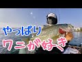 琵琶湖 バス釣り やっぱりワニが好き #カヤック #フローター #フーターズ