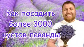 Как посадить более 3000 кустов лаванды