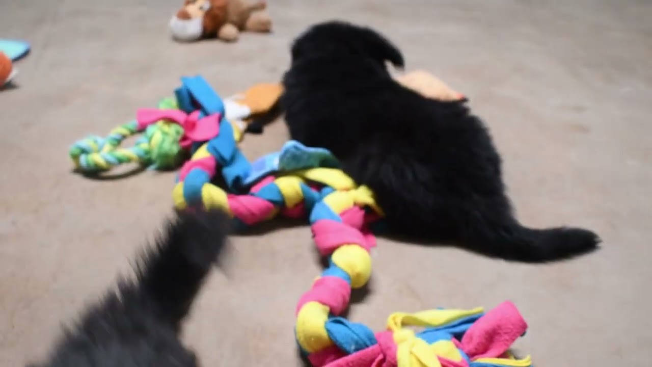 Missy and Dender's Black Long Coat Female Red and Pink Collar Puppies.