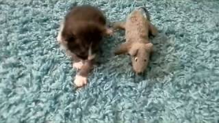 Котенок Том лежит и ждет кошечку маму Дуняшу) Котенок Том лежит и ждет кошечку маму Дуняшу)