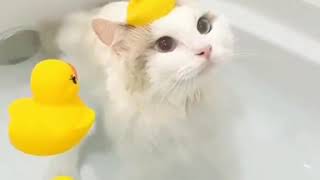 Cat Loves Hot Tub!
