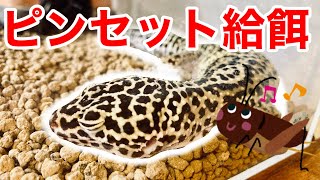活コオロギしか食べないレオパの餌を人工餌に切り替える 前編 09 飼育日記 Youtube 活コオロギしか食べないレオパの餌を人工餌に切り替える 前編 09 飼育日記 Youtube