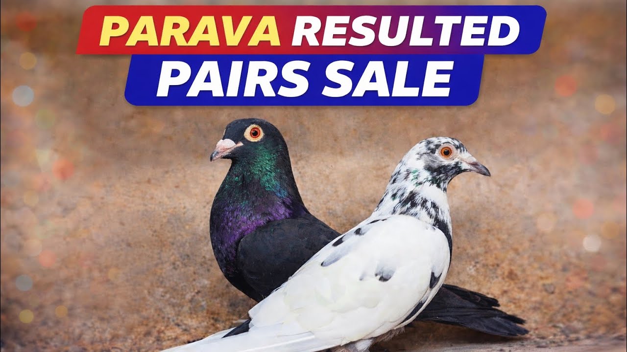 Parava resulted pair sale | 6374370483 | gaurenty pair sale | 