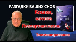 Кошки, котята, сны на Новый год и День рождения, посмертная жизнь. Эфир 15.11