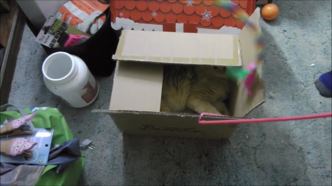 SWEETIE THE MAINE COON JACK IN THE BOX NOPE IT'S A CAT IN THE BOX PEEK A BOO ORANGE FURRY TAIL CLAWS
