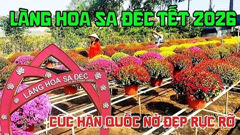 Làng Hoa Sa Đéc Tết 2026 Hoa Cúc Hàn Quốc Nở Rộ Đủ Màu Đẹp Tuyệt Sắc Luôn(Khang67Vlog)