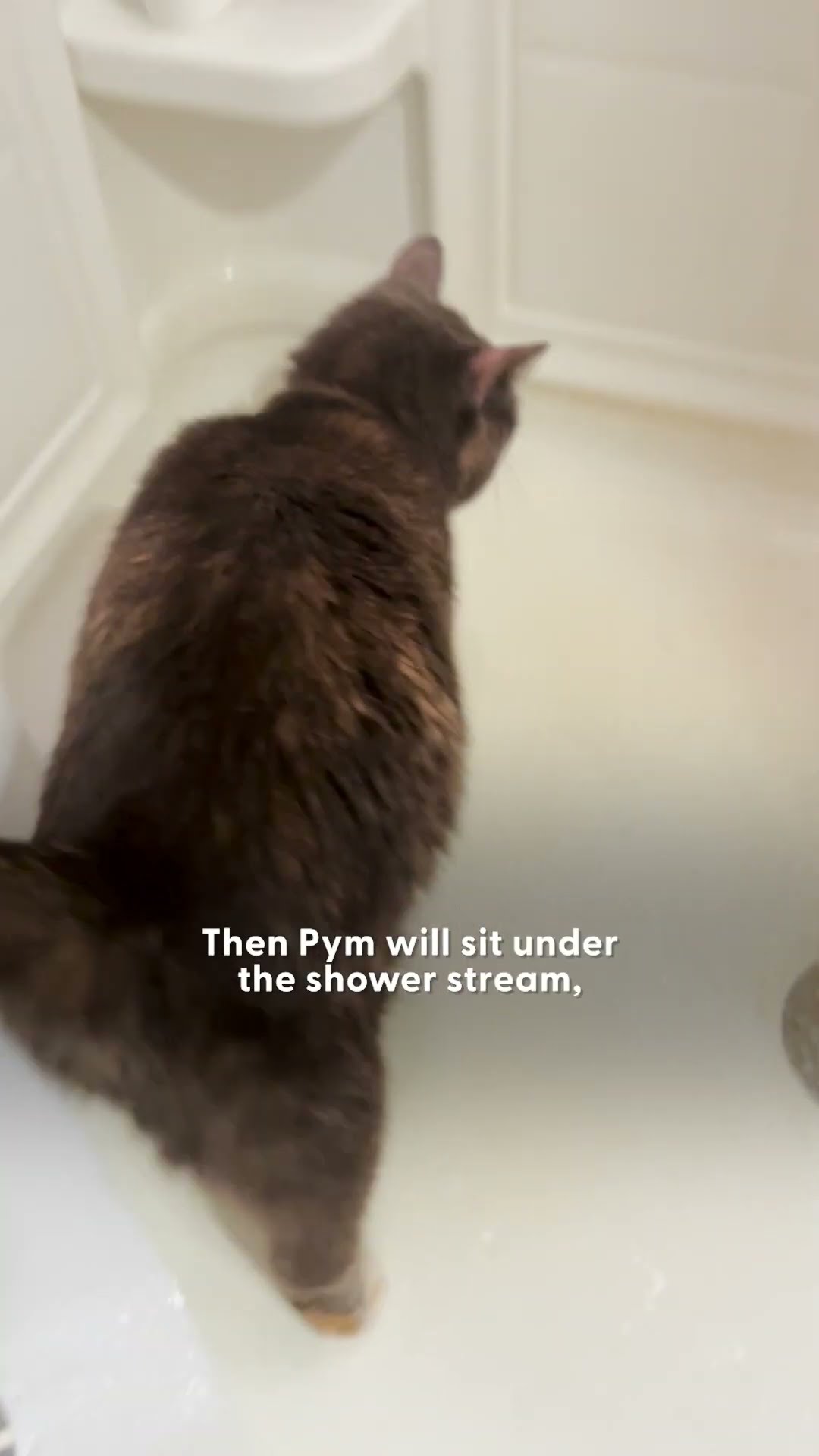 Kitten Is Obsessed With Shower Time | The Dodo