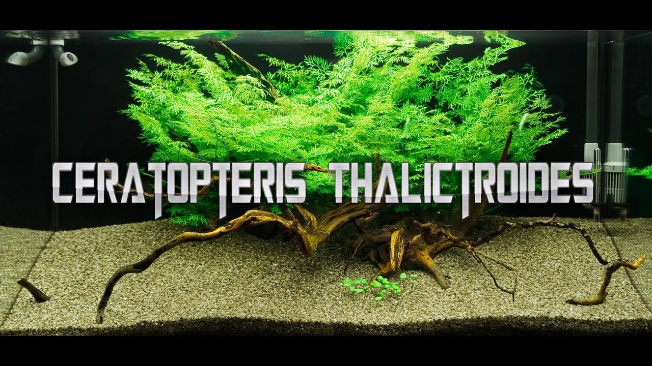 🌿Ceratopteris Thalictroides🌿