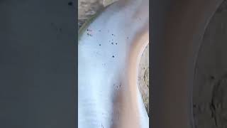 Calok Tekok Paroh Corbek Madura Super Tajam