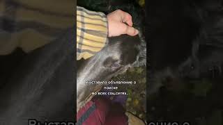 Что случилось с борзой