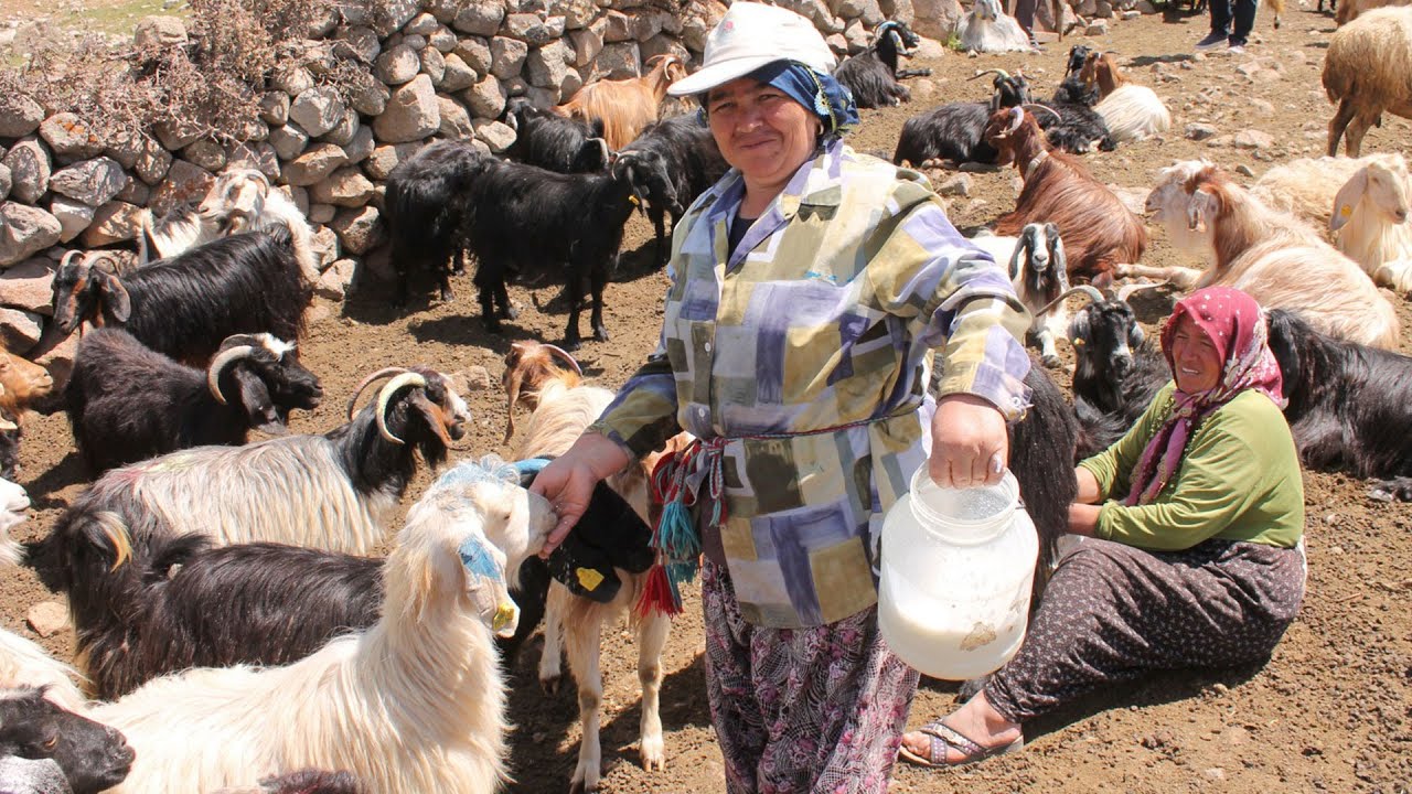 Anadolu kadınının zorlu yayla mesaisi