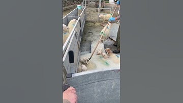 BORDER COLLIES: How We Use Them to Make Sheep Dipping Easier