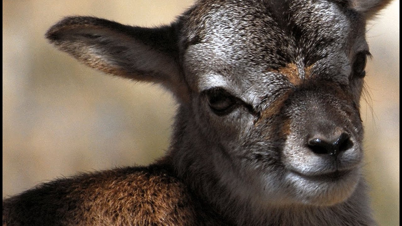 Just born... beautiful baby Mouflon lamb - YouTube