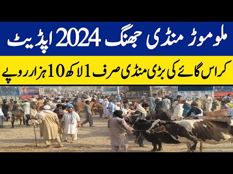 Malumor Mandi Jhang 2024 Today | Malumor Mandi Latest Update | Cow Mandi 2024
