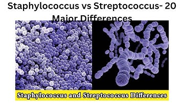 Staphylococcus vs Streptococcus  20 Major Differences