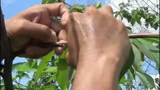 jebakan burung cukup dengan senar pancing