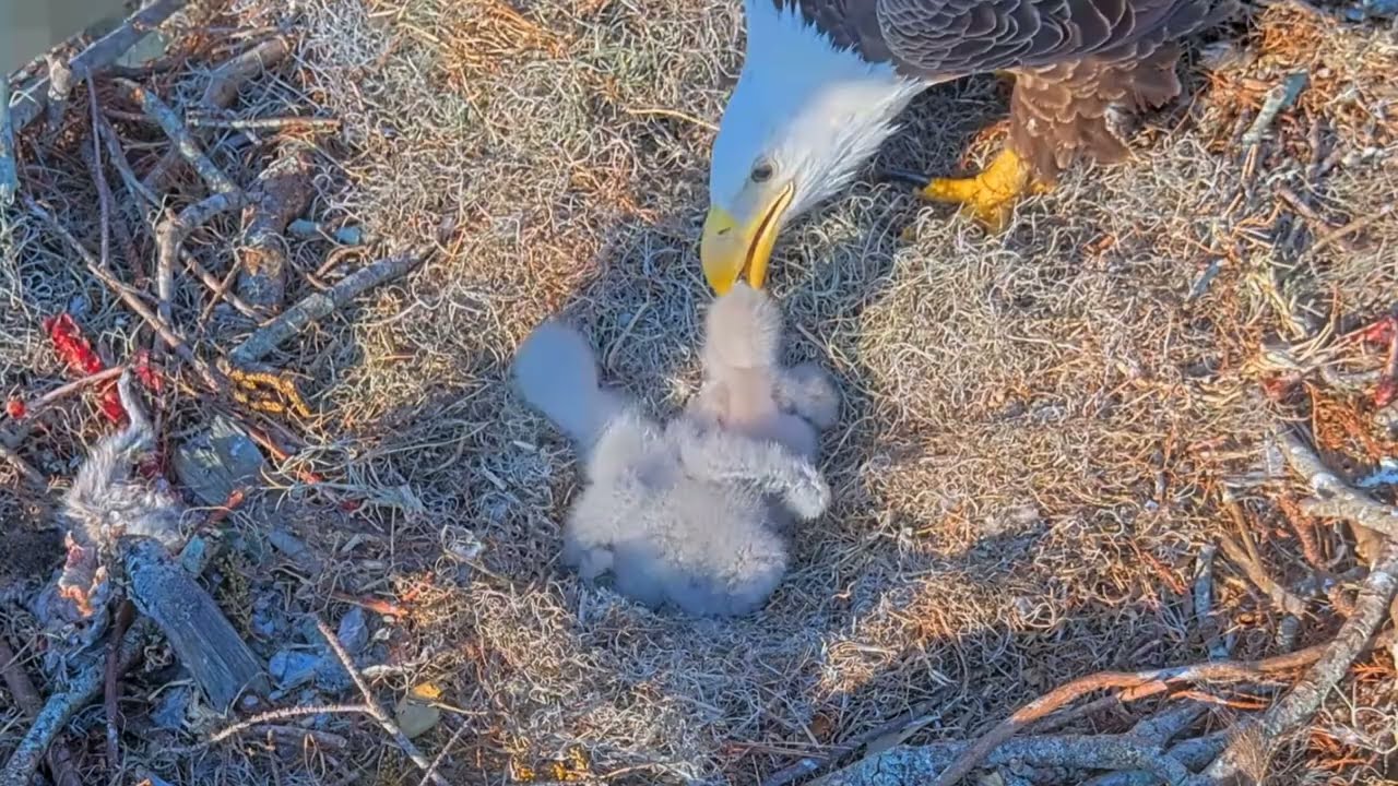 #baldeagle S03#P24 Review birds in nest with nature #birdslovers #birdsounds #birdsnest