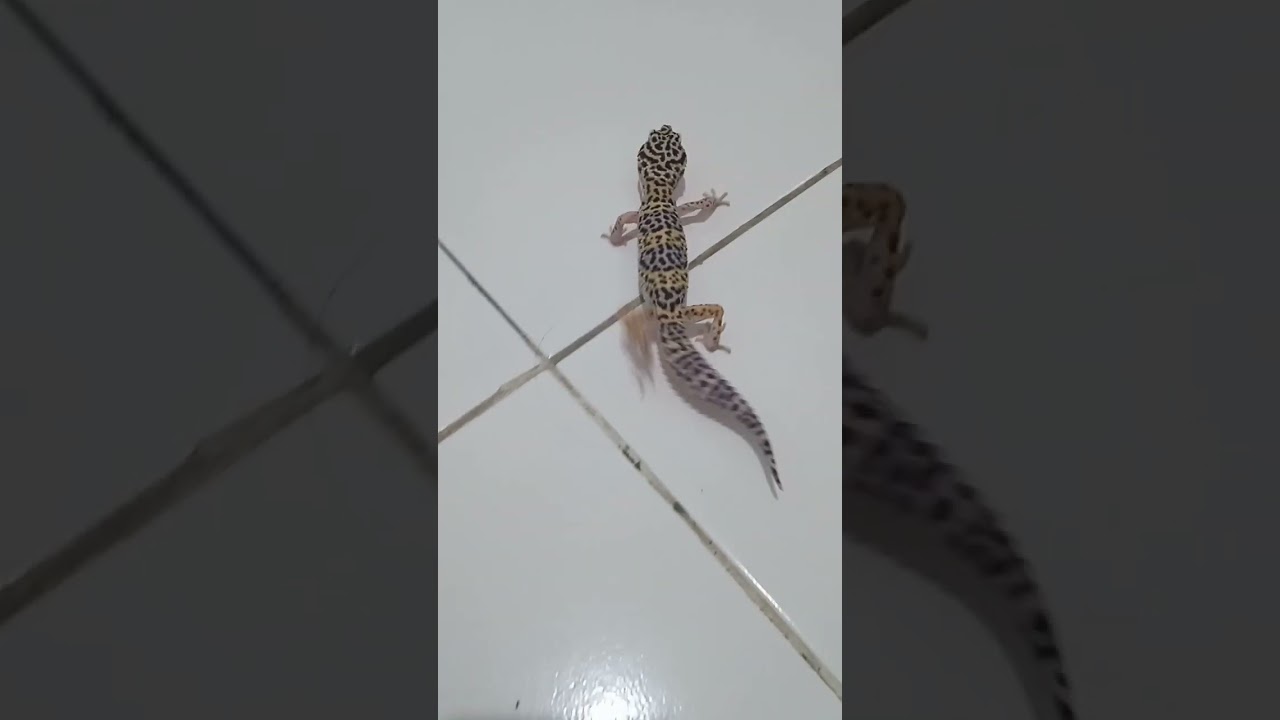 LEOPARD GECKO MORPH MACKSNOW H RAPTOR
