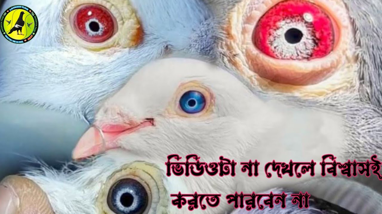 যারা কবুতর প্রেমিক ভিডিওটা শুধু তাদের জন্য 😍🕊️😱! beautiful pigeon lover ❤️ যারা কবুতরকে ভালোবাসে।
