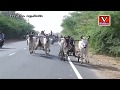 બળદ ગાડાં દોડ | Kutch bull racing on the road in bayat