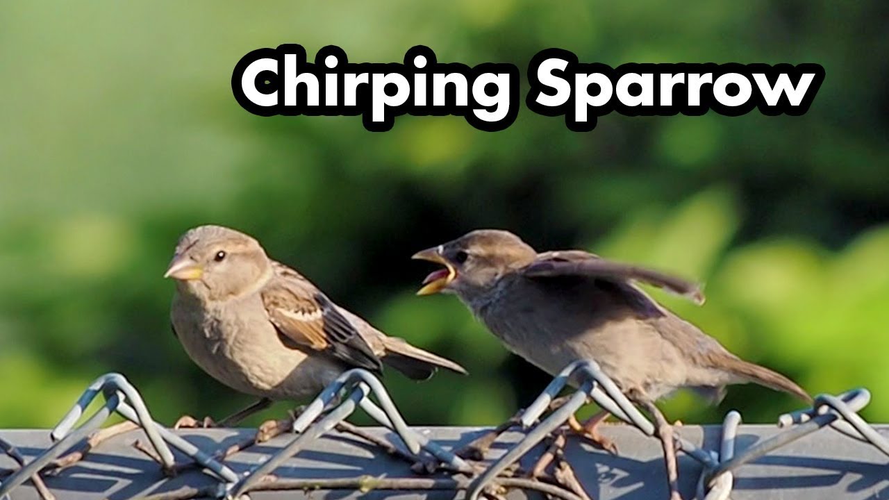 House Sparrow Wants Food Bird Calls and Sounds Small Brown Wild