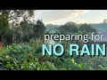 Preparing for No Rain Vegetable Gardening | Permaculture Garden