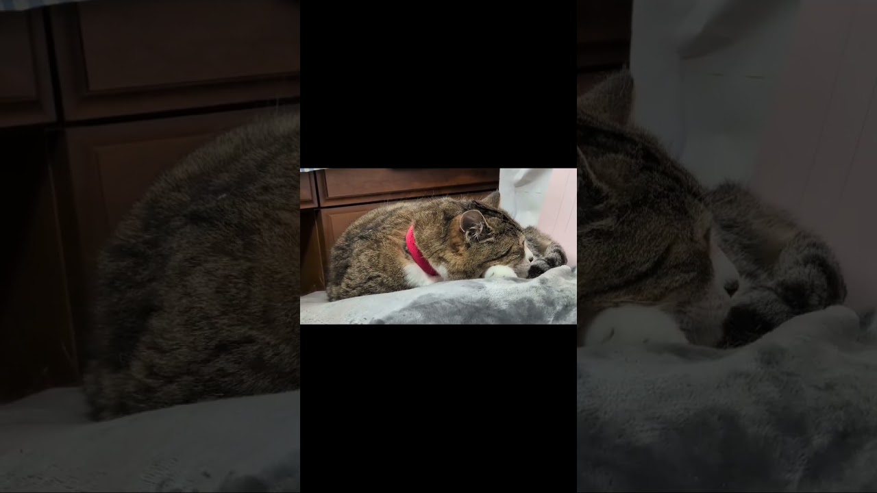 いつでもかわいいはなちゃん😺 #ねこのいる暮らし #はなちゃん #cat #cute #pretty #healing #angel