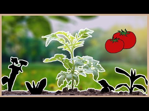 Video: Was Mit Tomaten Pflanzen? Gute Und Schlechte Begleiterpflanzen Für Tomaten. Foto