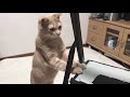 カメムシの臭いが手についた猫がおもしろい