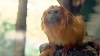 4 Adorable Animals That You Might Never Have Heard Of | The Science of Cute | BBC Earth Kids