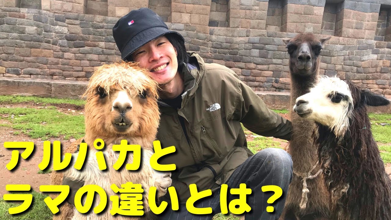 アルパカとラマの違い 類似用語の違いを比較する 理科 22 アルパカとラマの違い 類似用語の違いを比較する 理科 22