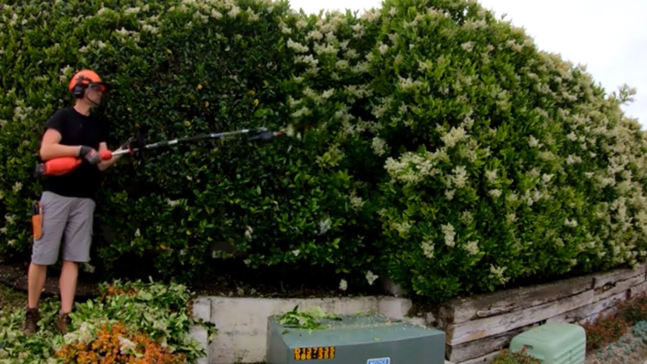 Super Satisfying Cleanup of a Huge Privet Hedge - YouTube