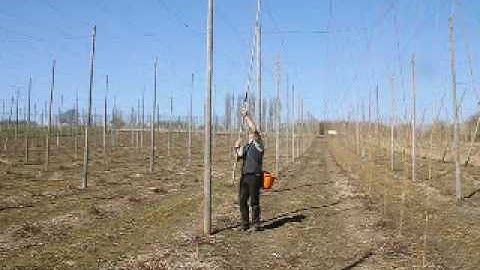 Hop Stringing in Rural Kent, UK