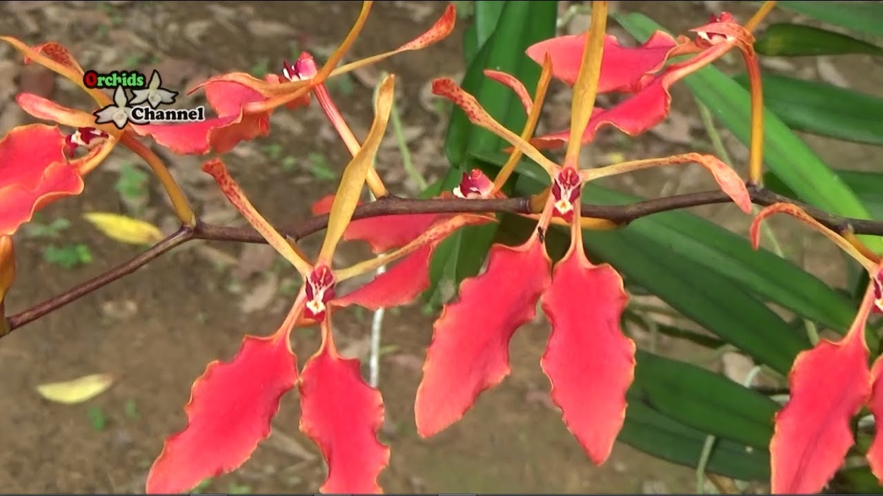 The Renanthera vietnamensis | Phong lan huyết nhung đỏ | huyết nhung bắc