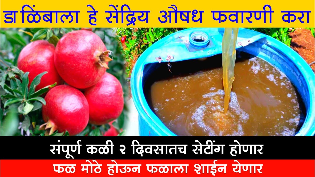 dalimbachi sampurn kali setting karnyasathi upay || dalimb sheti mahiti in marathi