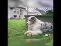 The dog smokes