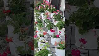 Geraniums In My Front Yard