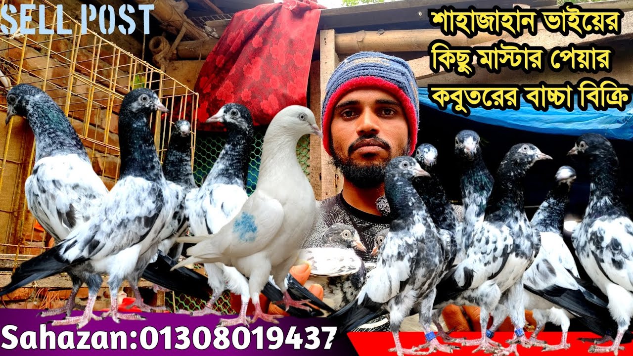 কম মূল্যে ভালো ব্লাডলাইনের কবুতর বিক্রি করা হবে।। Teddy Pigeon Sale।। 