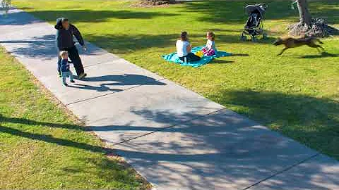 Scenario training： Dog saves child from being kidnapped in nearby park