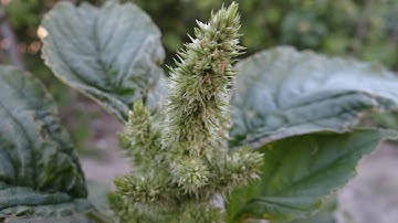 Red-root amaranth (Amaranthus retroflexus) - 2016-07-14