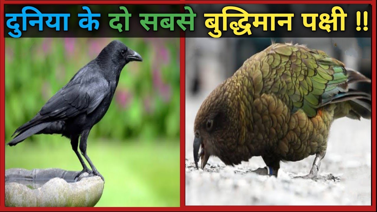 Most Intelligent Birds In World shorts facts YouTube most-intelligent-birds-in-world-shorts-facts-youtube