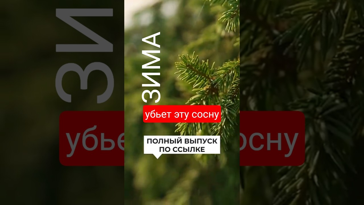 ССЫЛКА ⬆️ БЕРЕМ НЕ БЕРЕМ