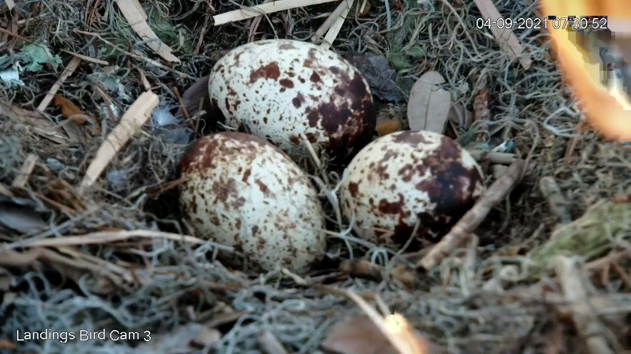 Close Up On Speckled Eggs At The Savannah Osprey Nest April 9, 2021