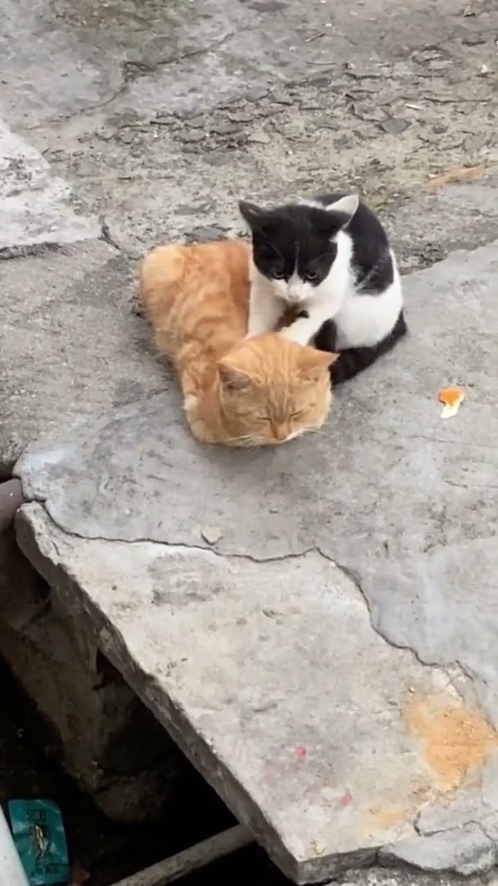 Kittyo getting a luhhh pat down they just coooling