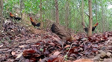 Bẫy Gà Rừng Bằng Mồi Mái và Cái Kết | Hoàng Thắng