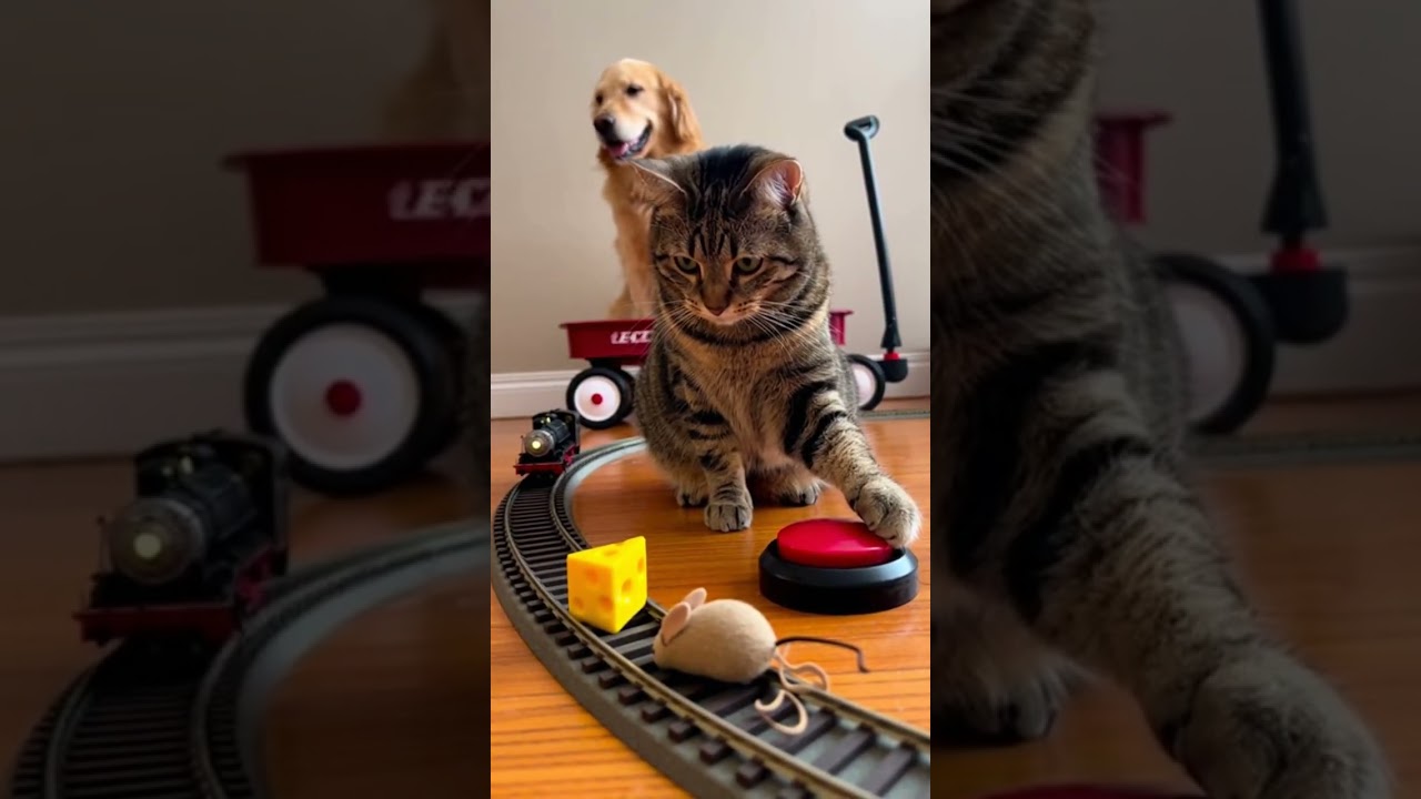 Attention The cat has set a dangerous trap Watch before its too late 